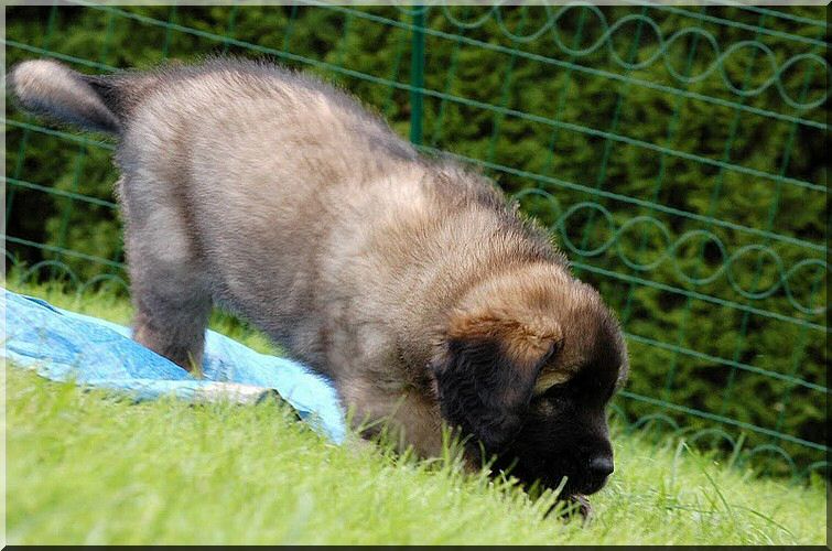 leonberger 083.jpg